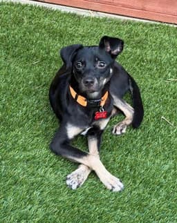 Kali image 1