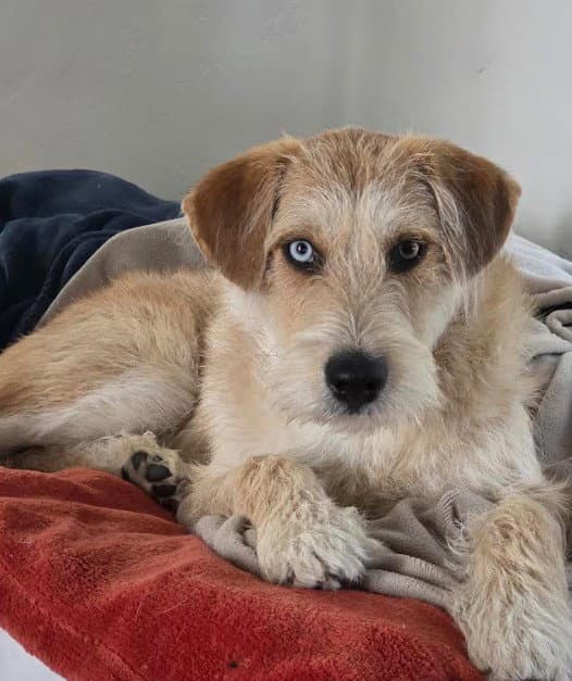 Caramel - Terrier