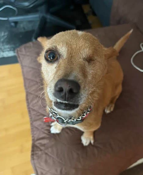 Chispita - Chihuahua