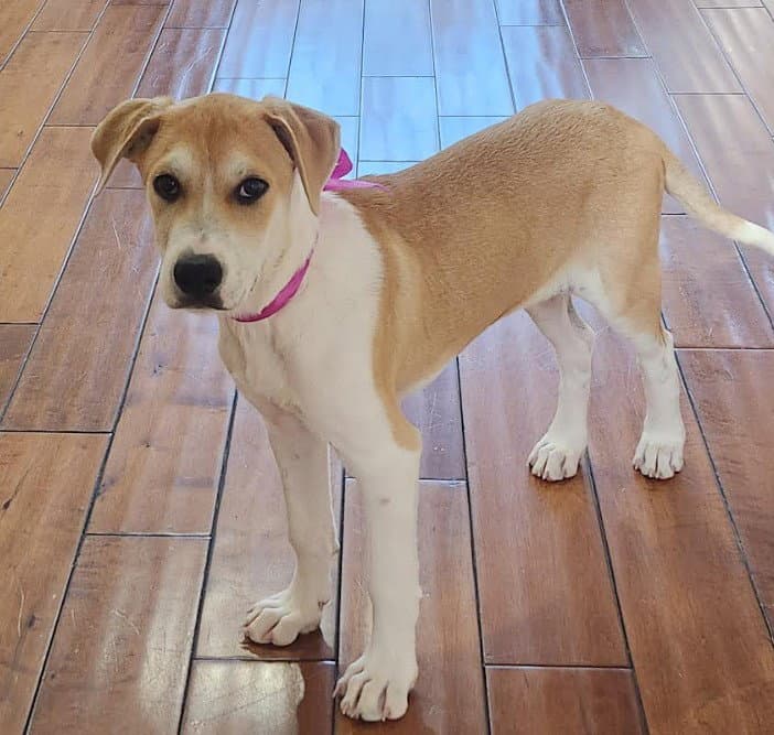 Skye - Shepherd