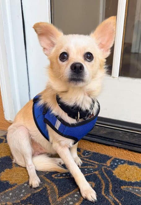 Marvin - Chihuahua
