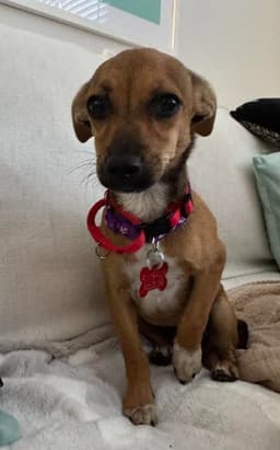 Eloise image 1