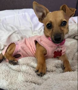 Mabel image 1