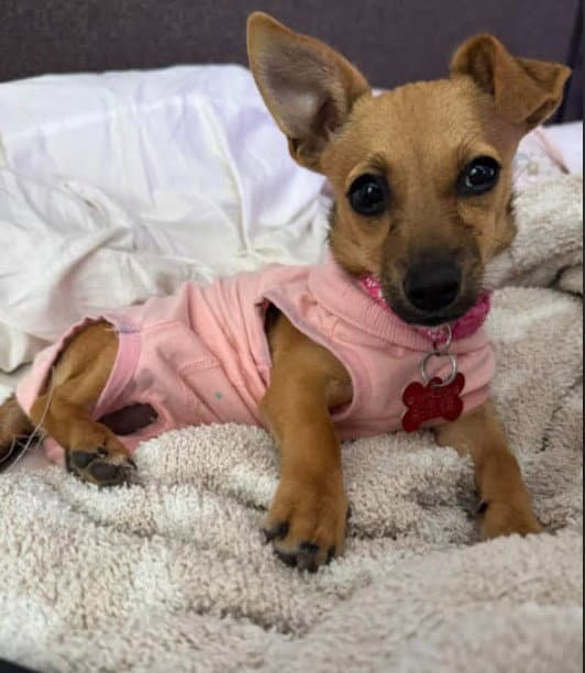 Mabel - Chihuahua