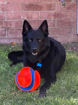 Koda - Courtesy Post image 1