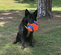 Koda - Courtesy Post image 2