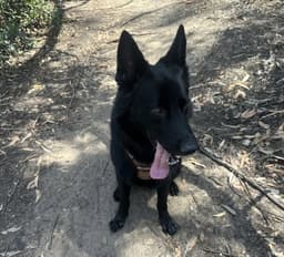 Koda - Courtesy Post image 3