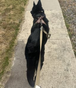 Koda - Courtesy Post image 4