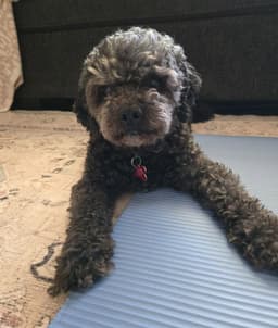 Charlie image 1
