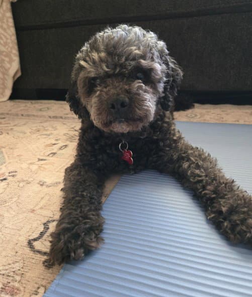 Charlie - Poodle (Miniature)