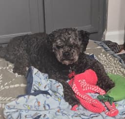 Charlie image 2