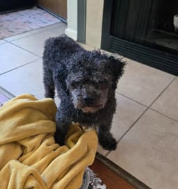 Charlie image 3