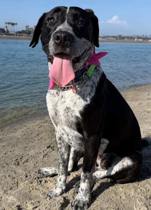 Tucker - Pointer