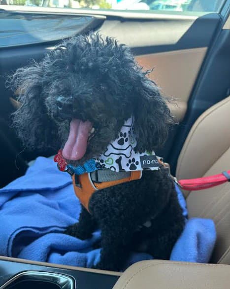 Ruckus - Poodle (Miniature)