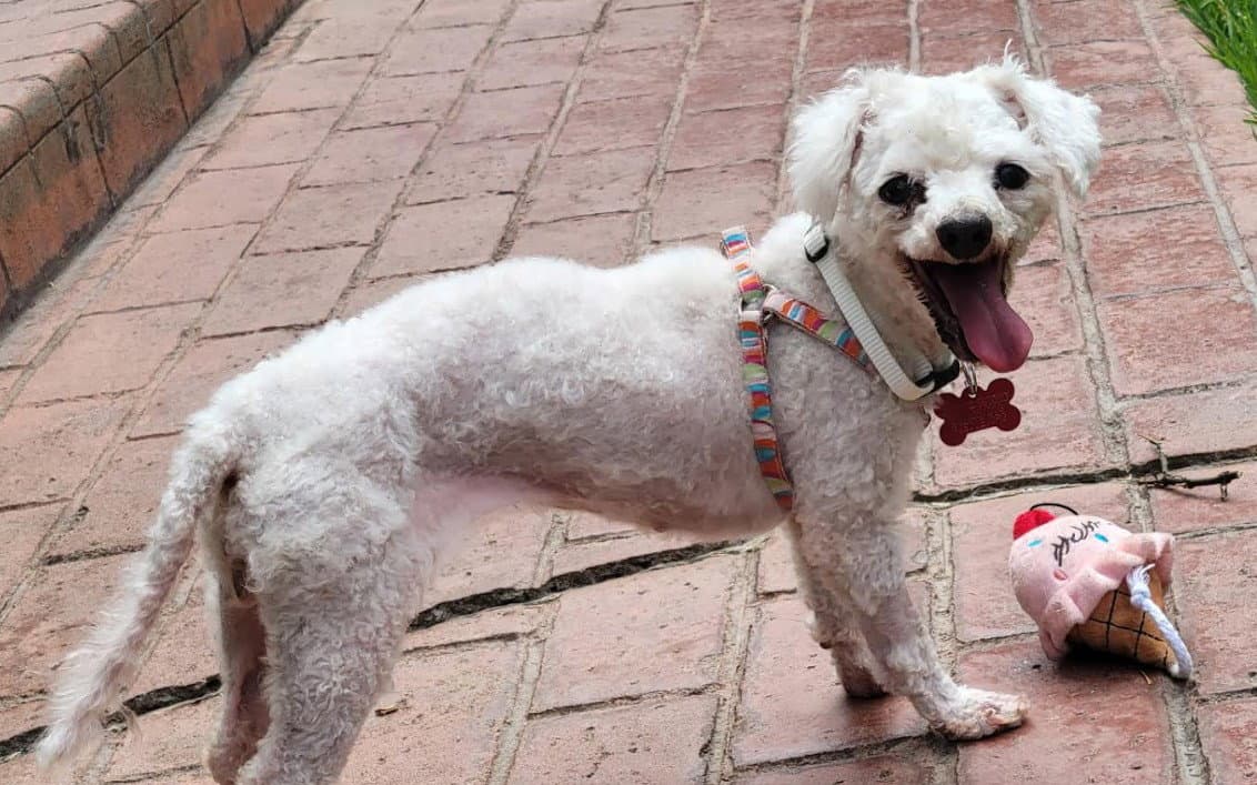 Gretchen - Maltese