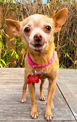 Chiquita image 1