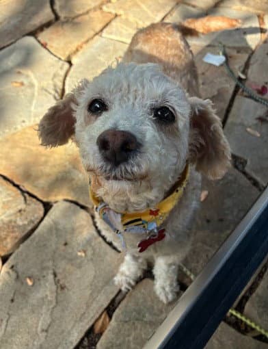 Bella - Poodle (Miniature)
