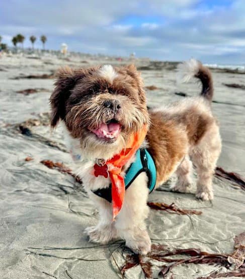Arthur - Shih Tzu