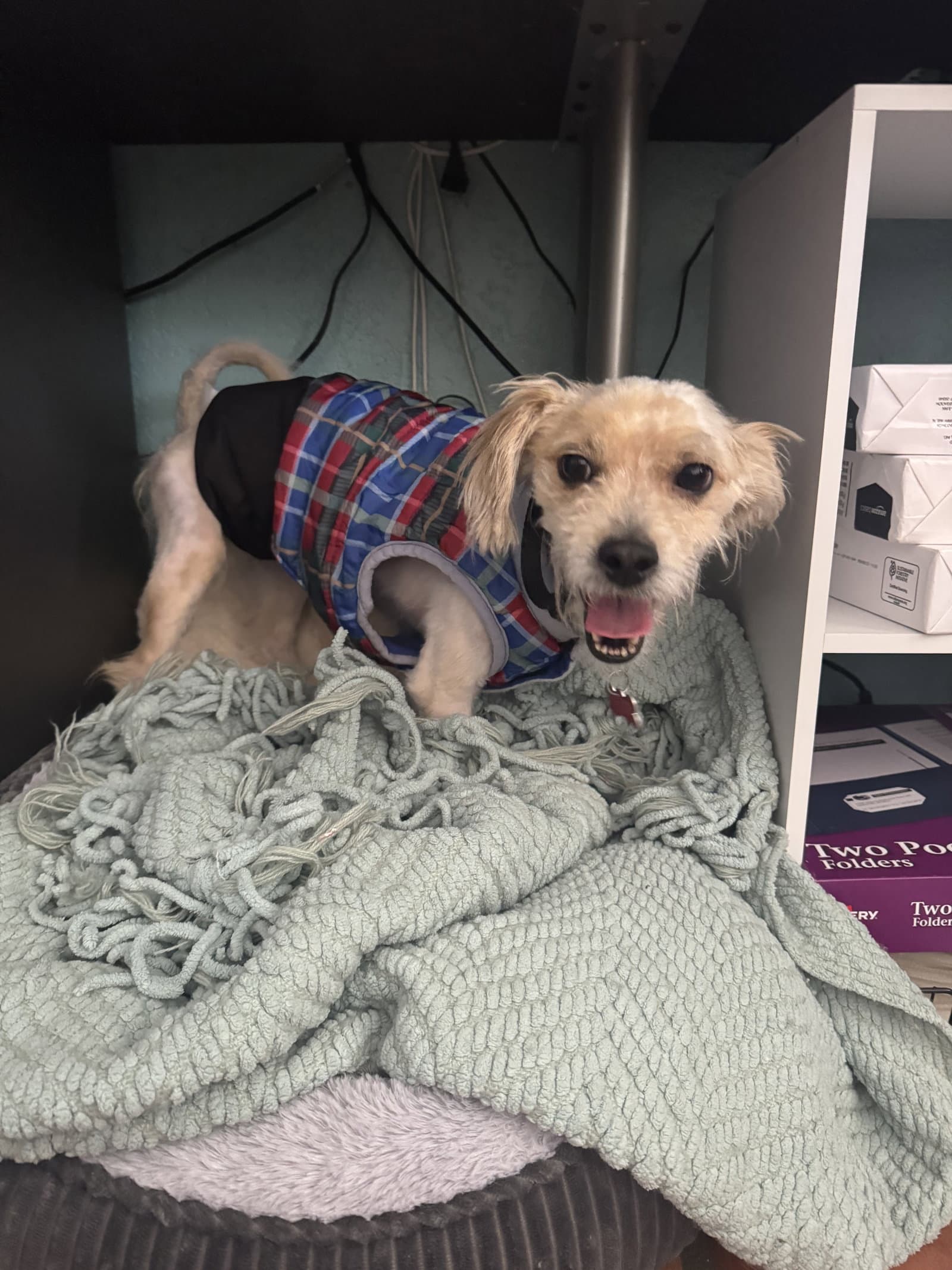 Andre - Maltese