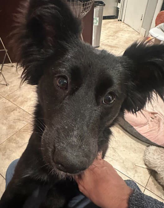 Peppermint - Australian Kelpie
