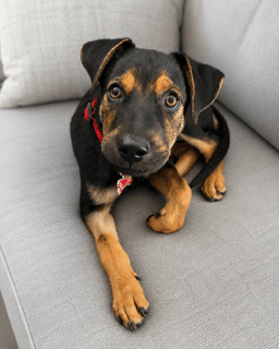 Huckleberry - German Shepherd Dog