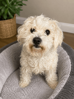 Nancy - Maltese