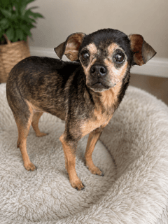 Estrella - Chihuahua