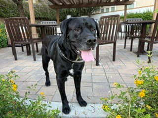 Wally - Labrador Retriever