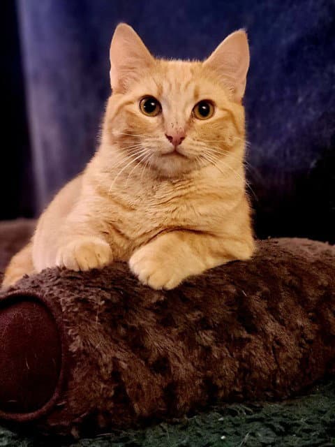 Cheese Itz - Domestic Short Hair