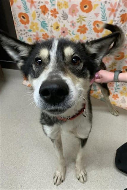 Oreo - Husky