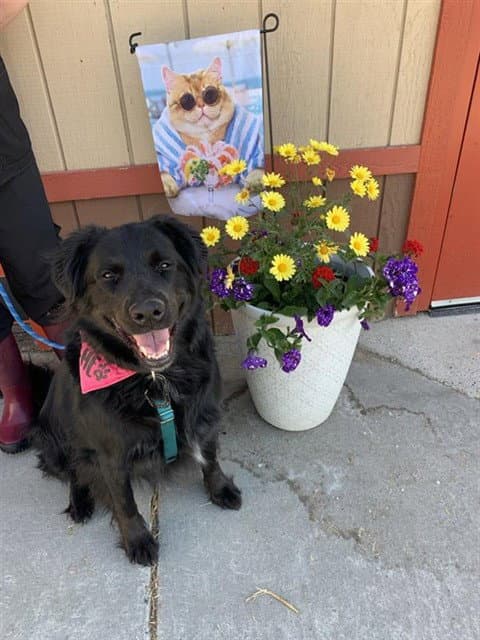 Iris - Flat-coated Retriever