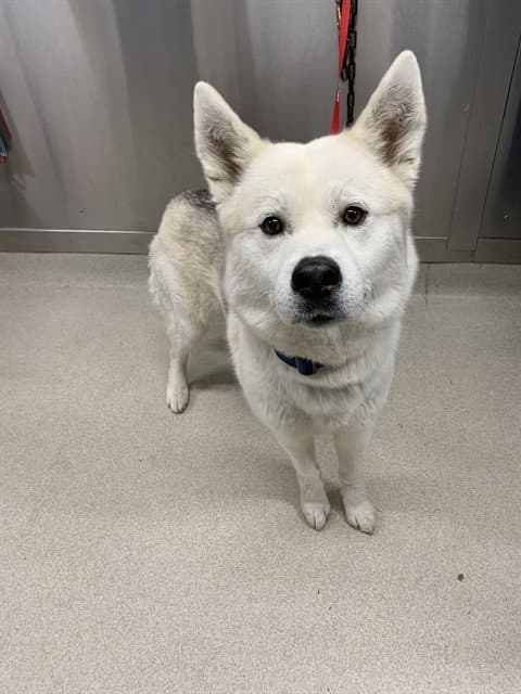 Apollo - Siberian Husky