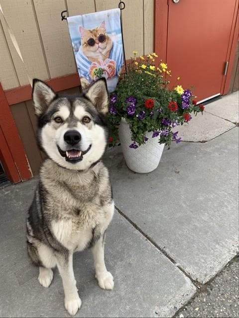 Belle - Siberian Husky
