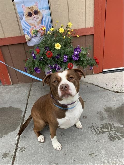 Connie - Pit Bull Terrier