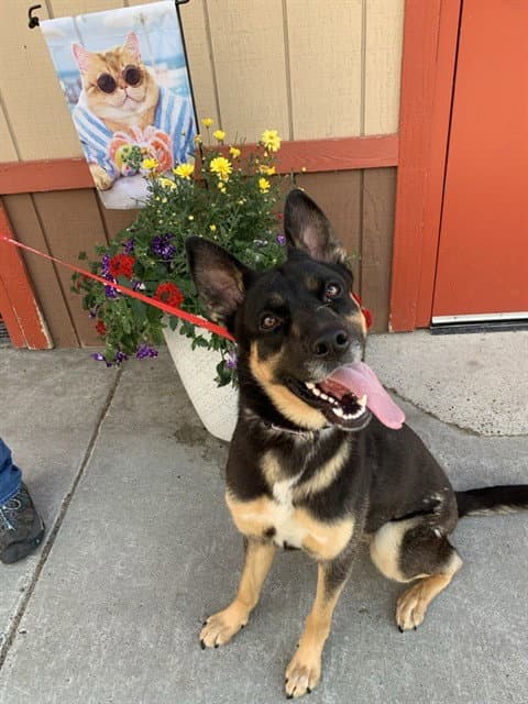 Loba - German Shepherd Dog