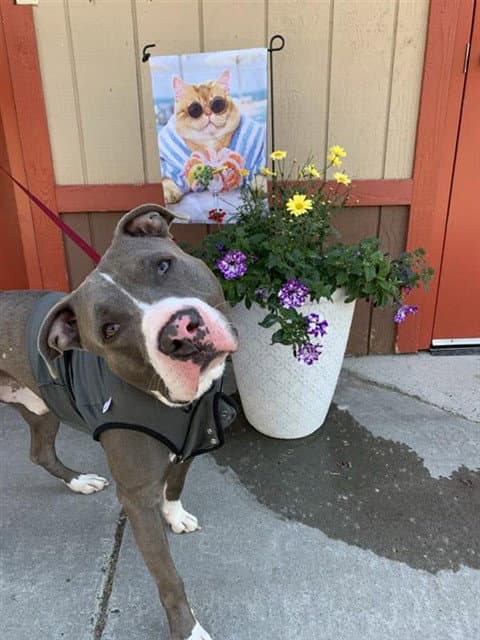 Che'lu - Pit Bull Terrier