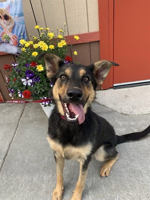 Pepper - German Shepherd Dog