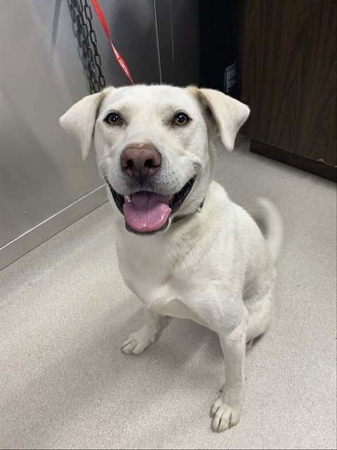 Denali - Labrador Retriever