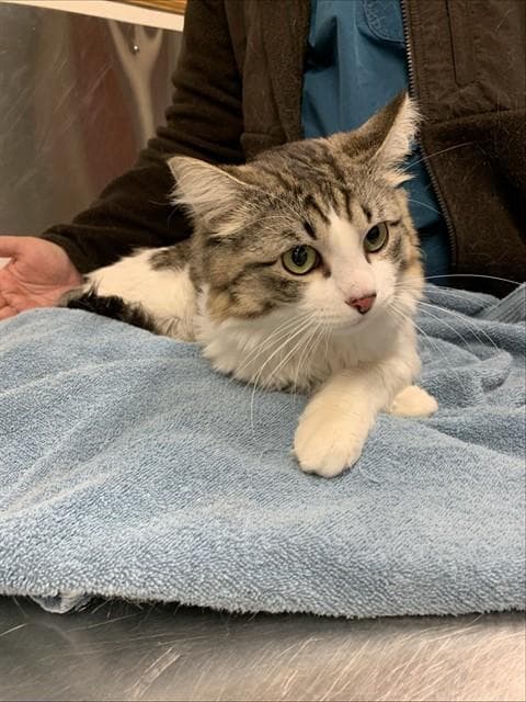 Frankfurt - Domestic Medium Hair