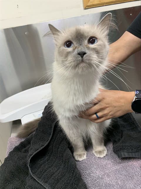 Jasmine - Domestic Medium Hair