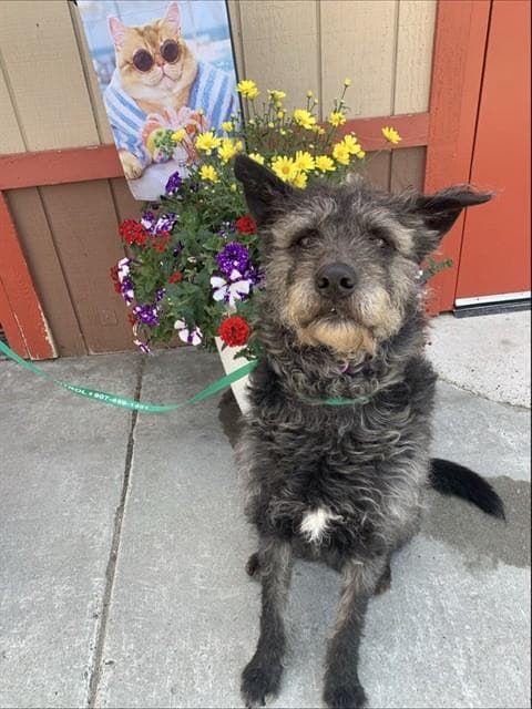 Ninja - Irish Wolfhound