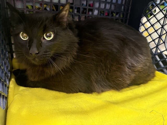 Marvin - Domestic Long Hair