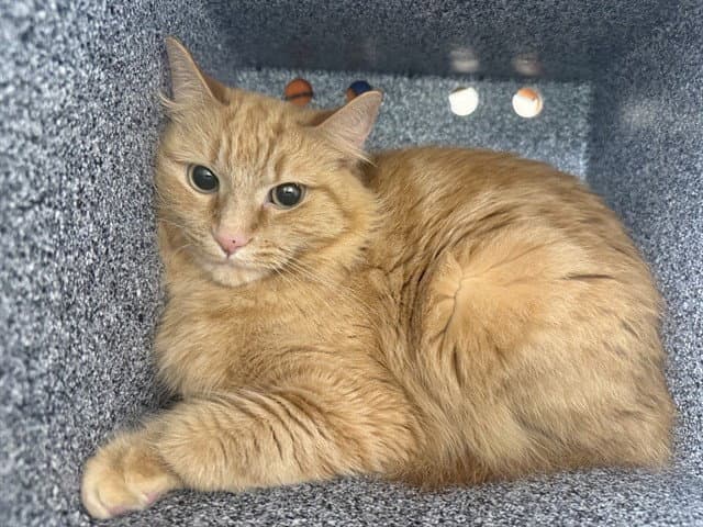 Imogene - Domestic Long Hair