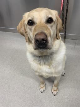 Toby image 1