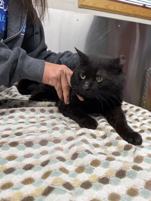 Tenor - Domestic Short Hair