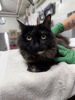 Torti image 1