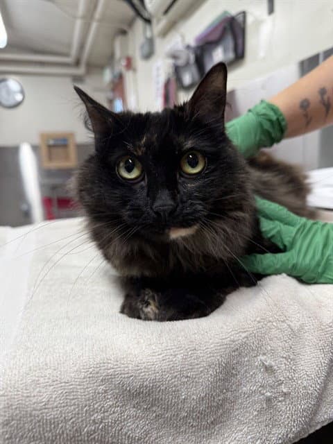 Torti