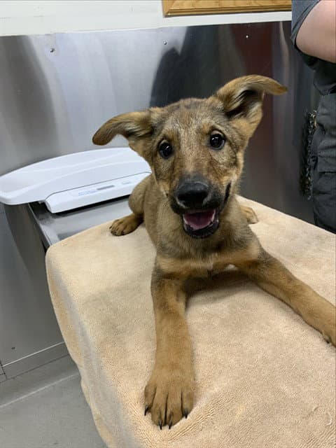 Yeti - German Shepherd Dog