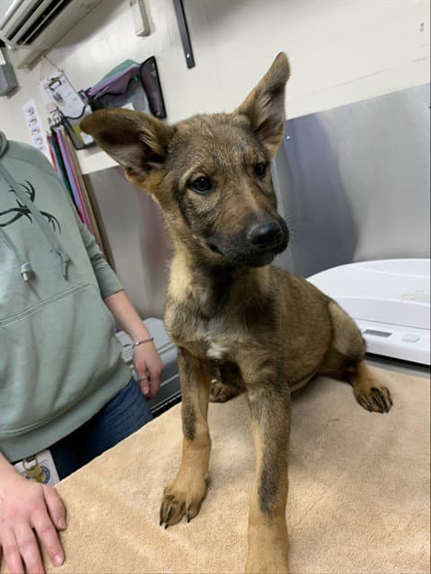 Sasquatch - German Shepherd Dog