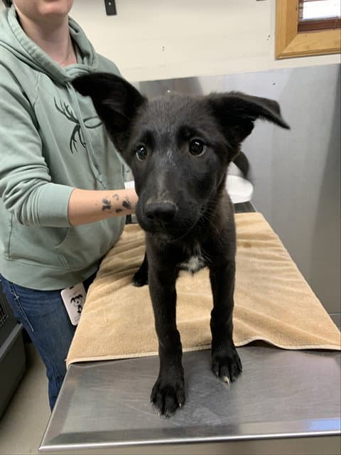 Nessie - German Shepherd Dog